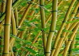Bamboo