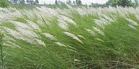 Kans Grass